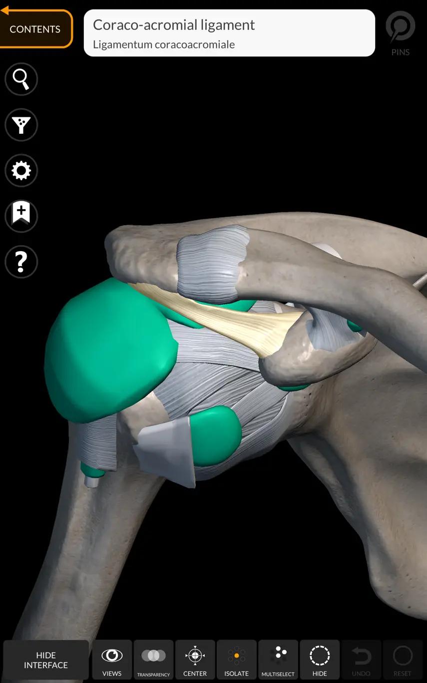 ligament