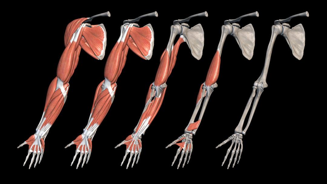 muscle layers