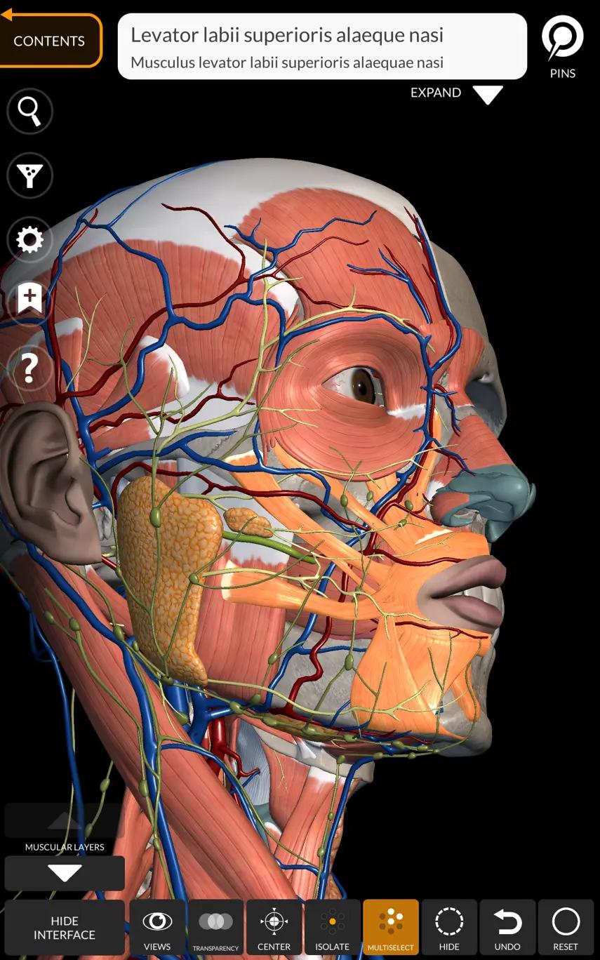 head muscles and skeleton