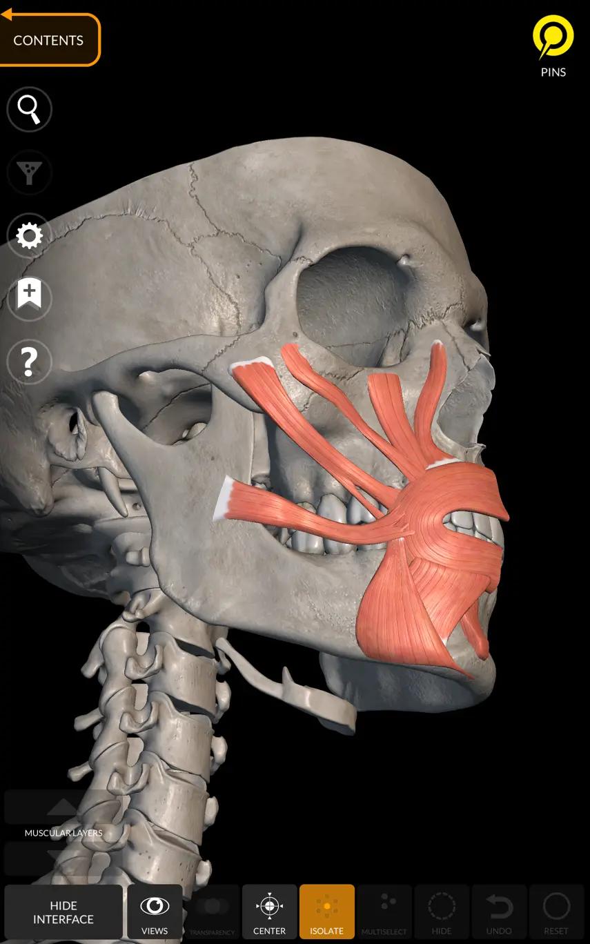 head muscles and skeleton