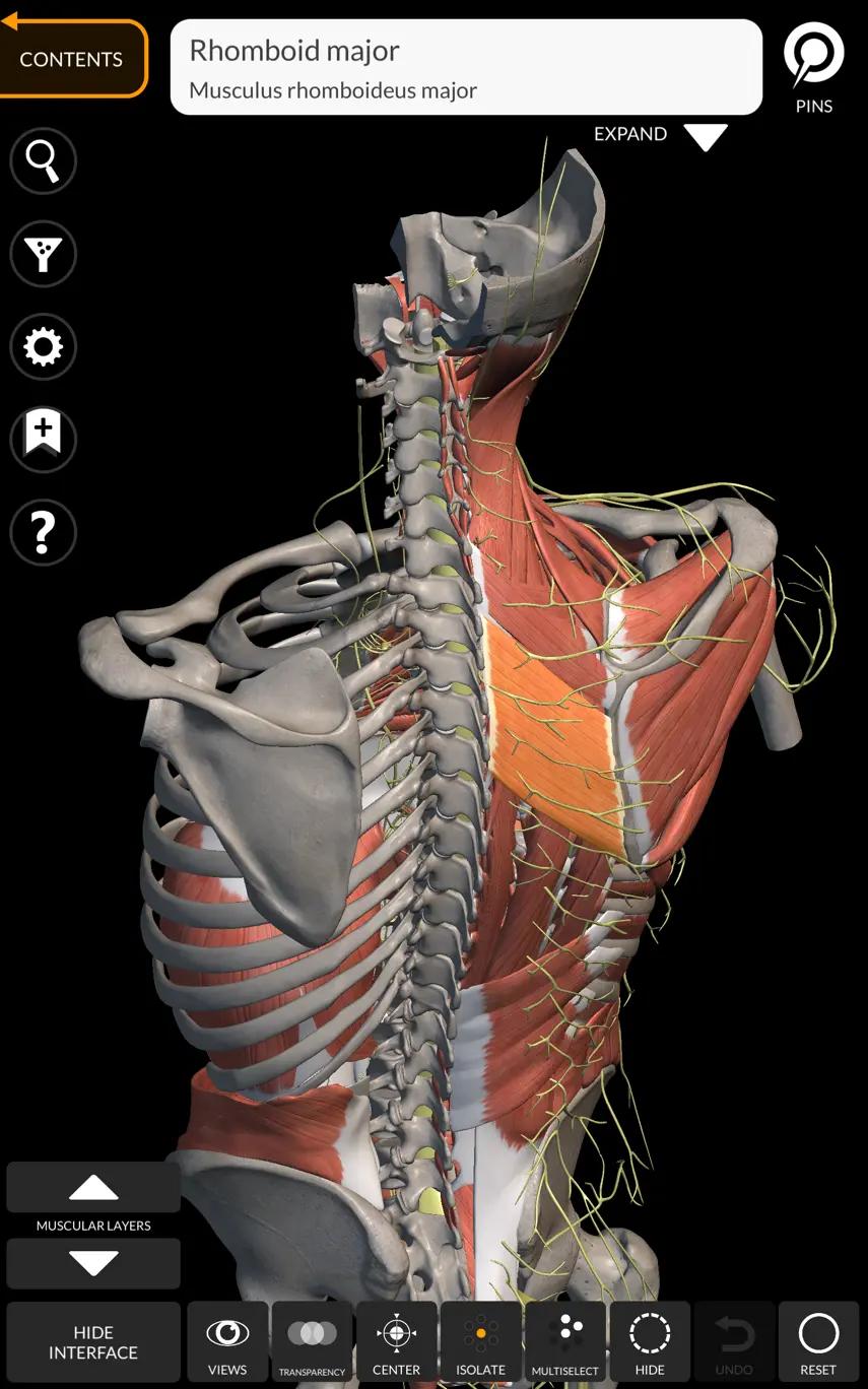 muscle description