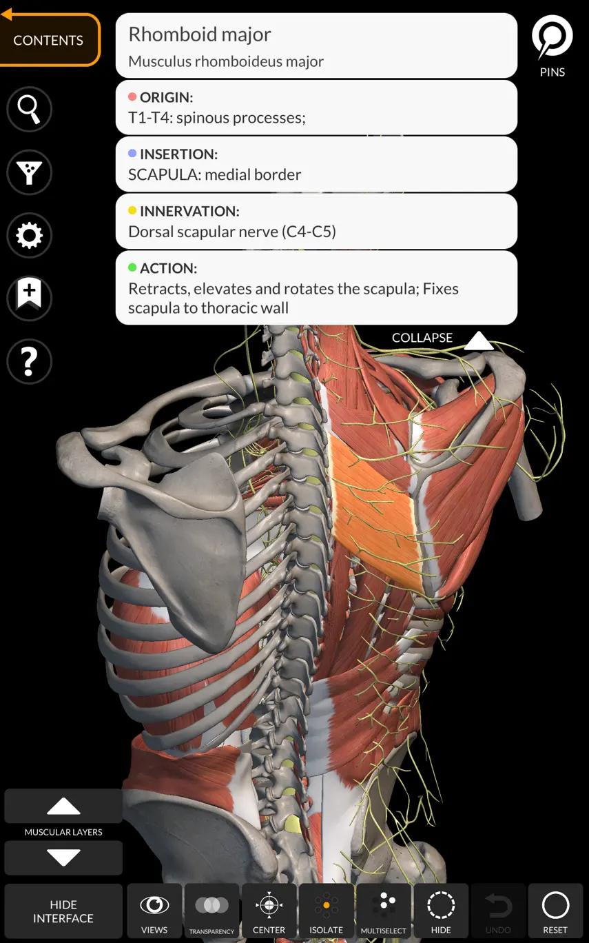 muscle description