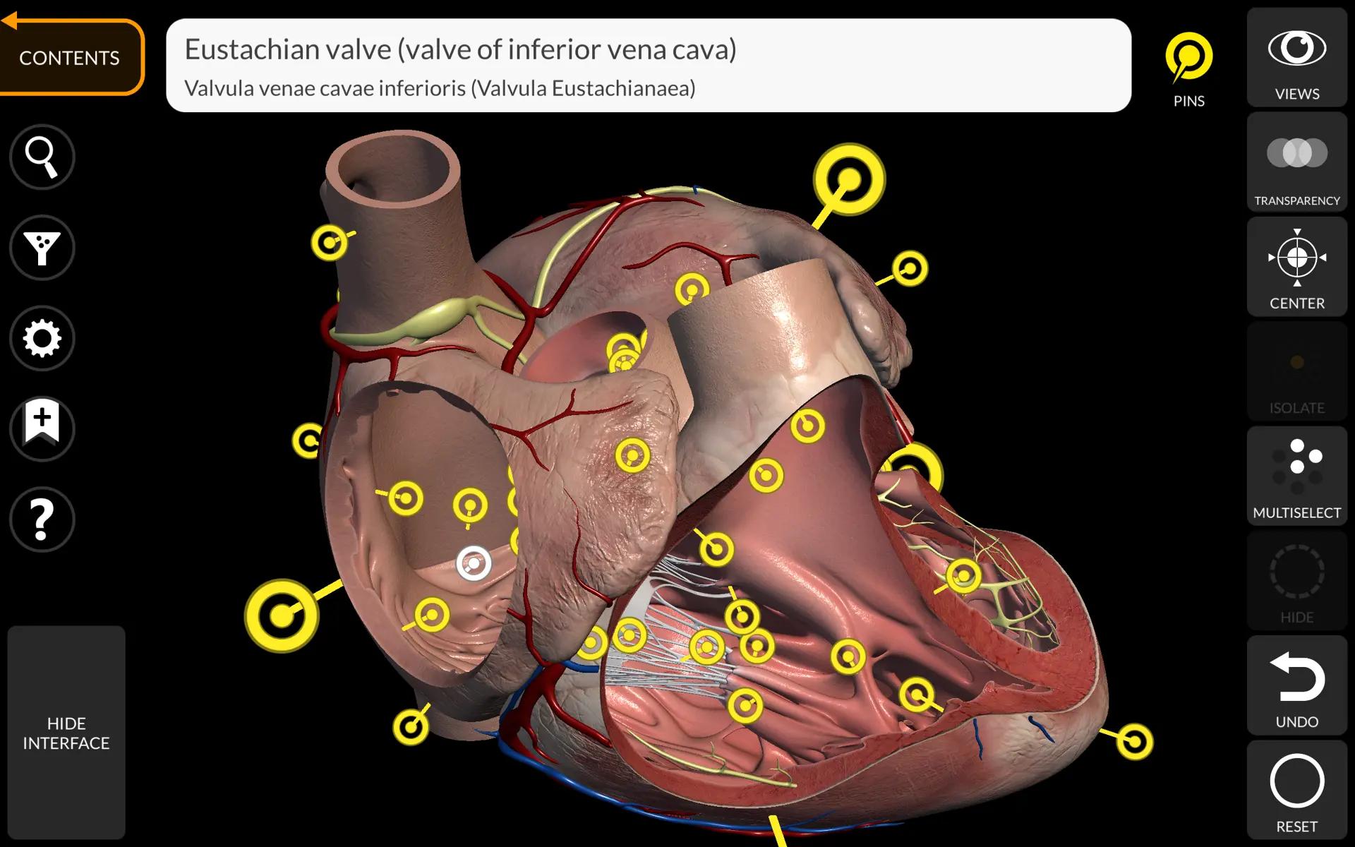 heart section