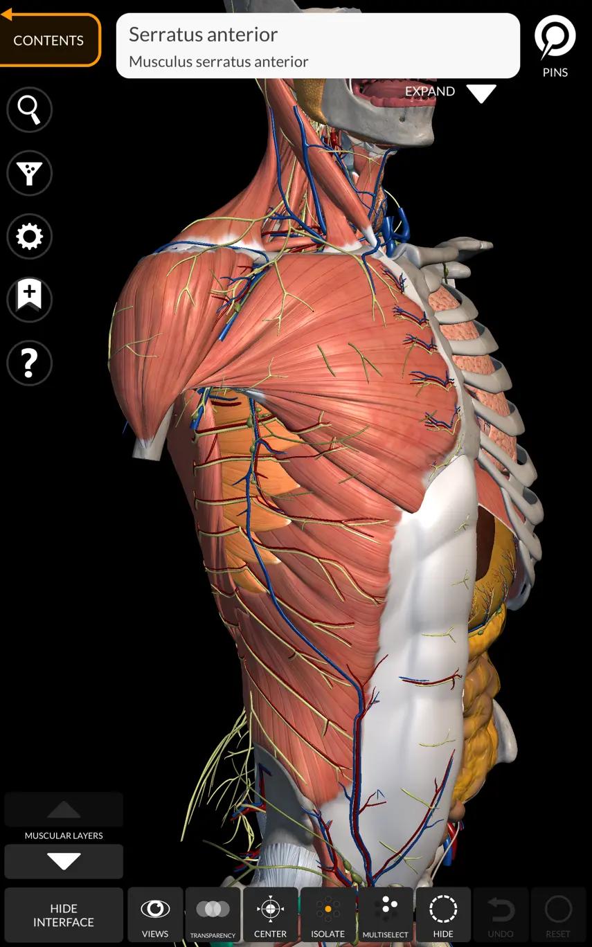 serratus anterior