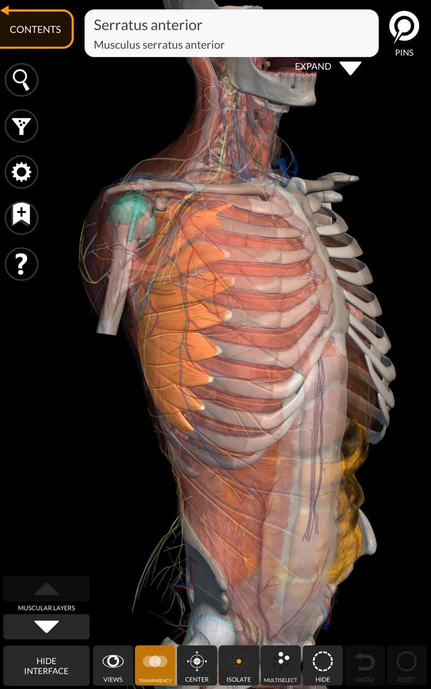 serratus anterior