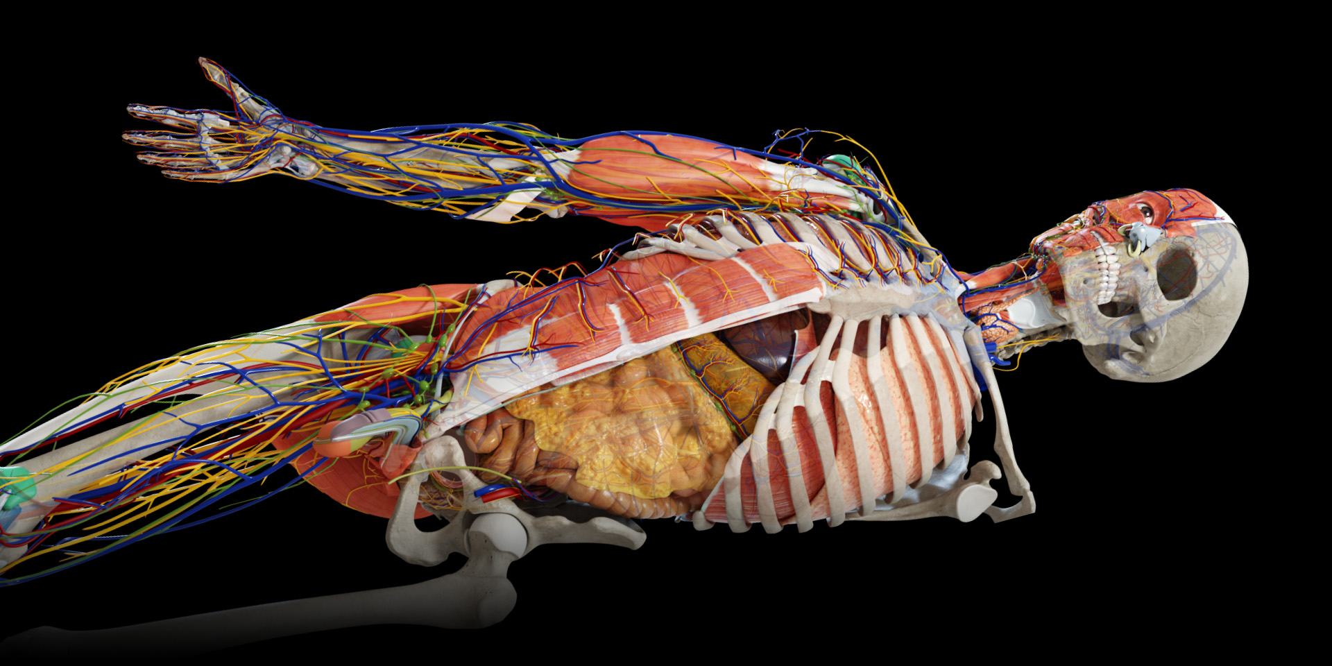 Anatomy 3d Atlas Anatomy 3d Atlas Human Anatomy Apps