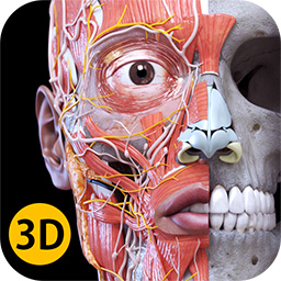 3d Nerve Chart