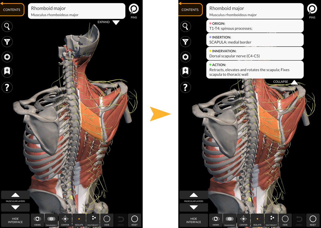 Wall Chart Of Human Anatomy 3d