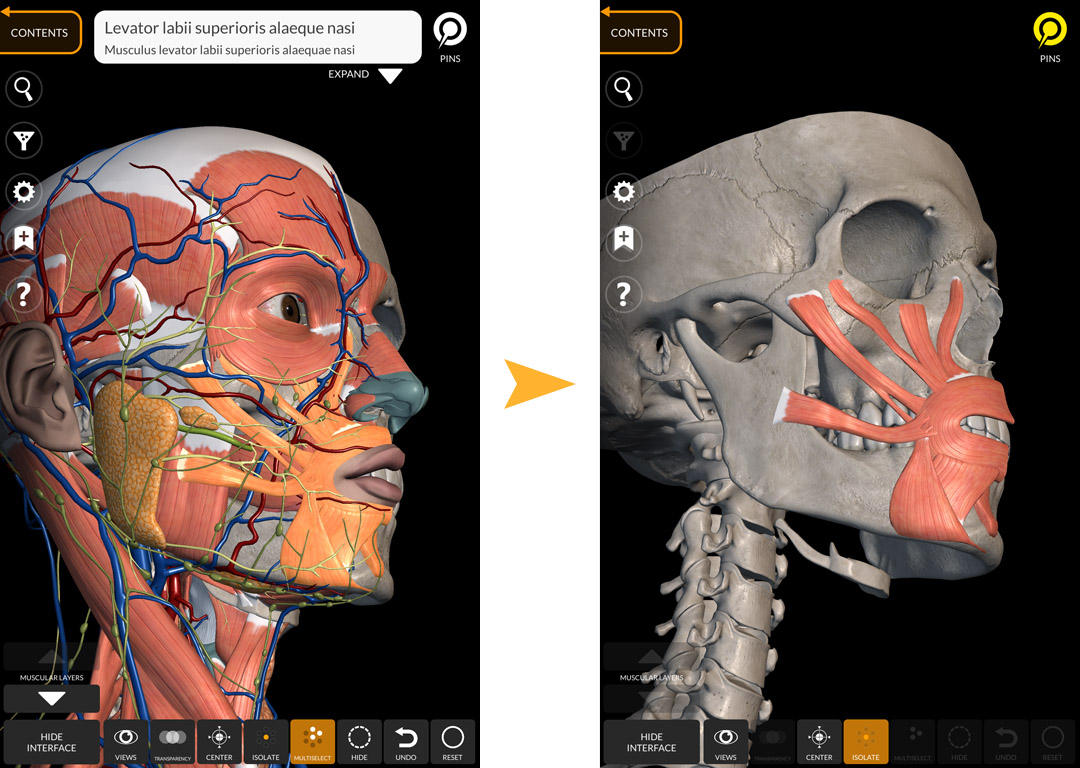 Anatomy 3D Atlas - Anatomy 3D Atlas - Human Anatomy Apps