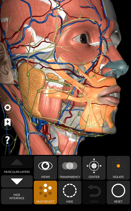 Selección múltiple en Anatomy 3D Atlas, pantalla 1 de 2