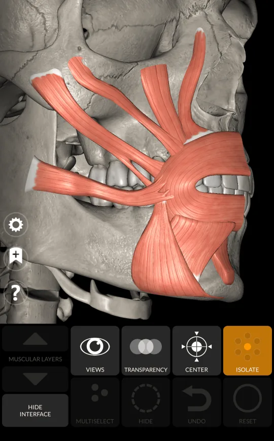 Selección múltiple en Anatomy 3D Atlas, pantalla 2 de 2