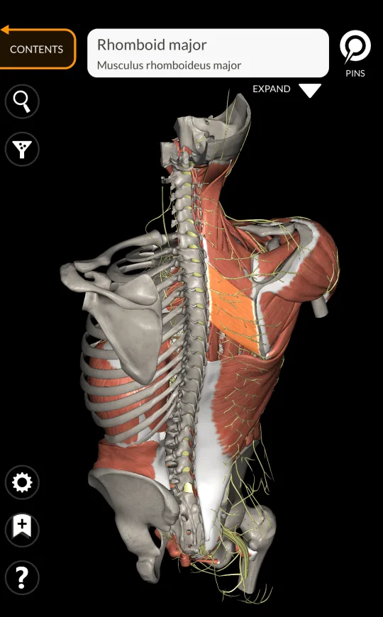 Descripción muscular en Anatomy 3D Atlas, pantalla 1 de 2