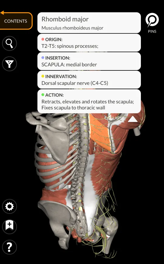 Descripción muscular en Anatomy 3D Atlas, pantalla 2 de 2