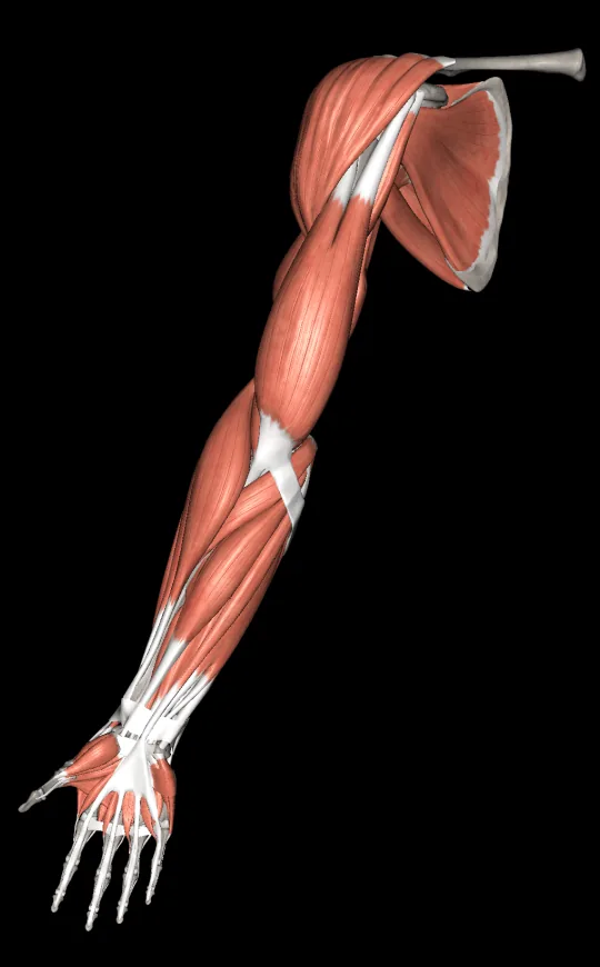 Capas musculares en Anatomy 3D Atlas, pantalla 1 de 4
