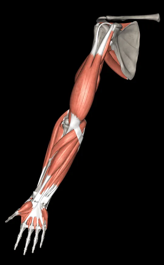 Capas musculares en Anatomy 3D Atlas, pantalla 2 de 4