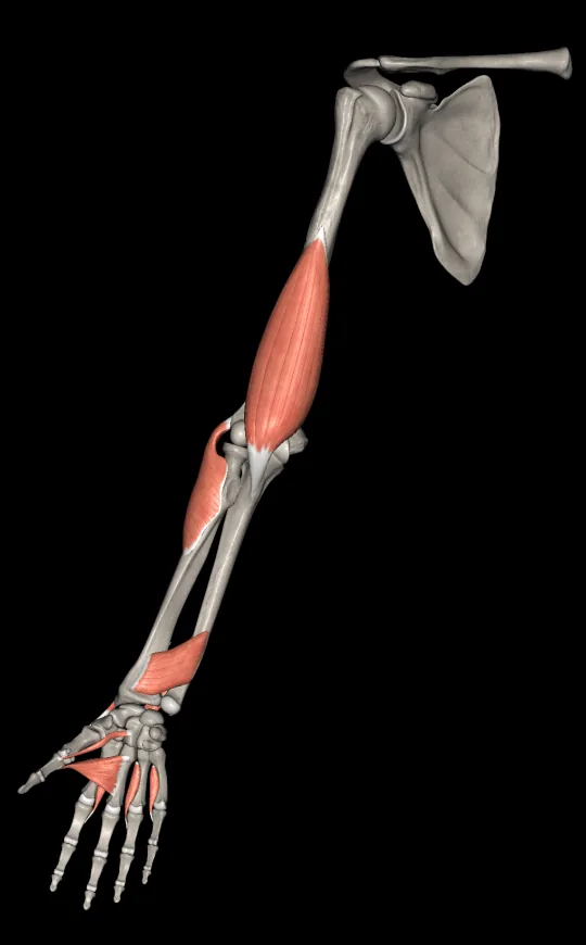 Capas musculares en Anatomy 3D Atlas, pantalla 3 de 4