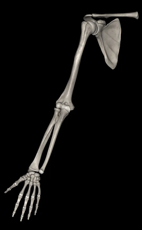 Capas musculares en Anatomy 3D Atlas, pantalla 4 de 4