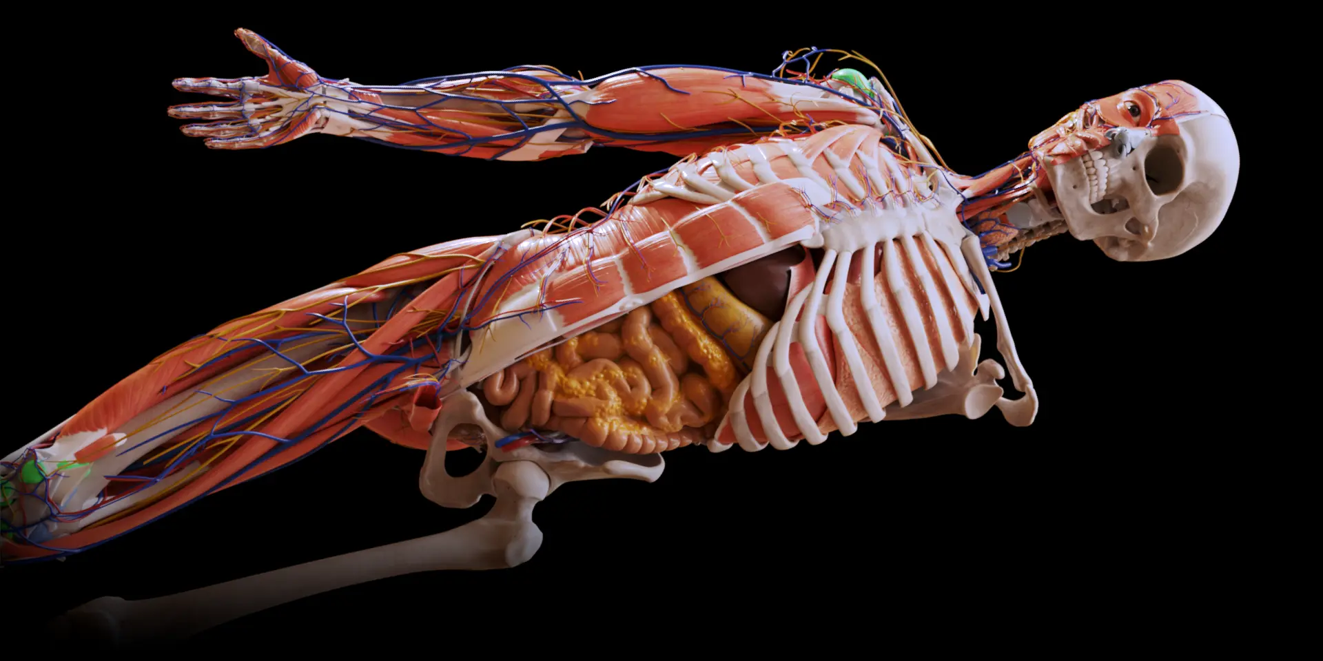 Anatomia Atlante 3D - Anatomy 3D Atlas - Microsoft Apps