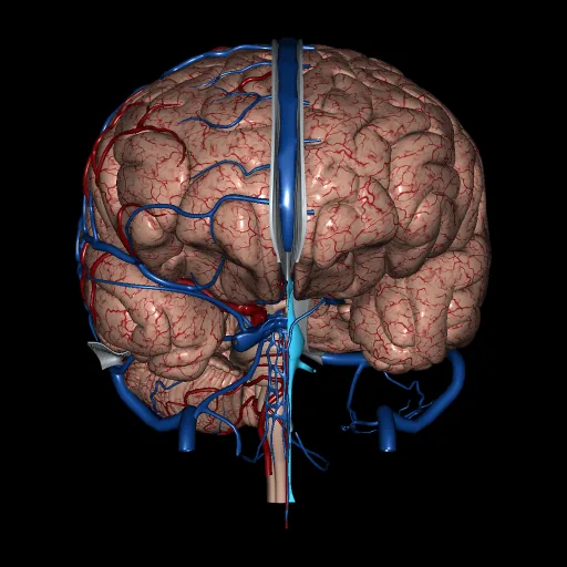 Cerebro (Arterias y venas), vista anterior