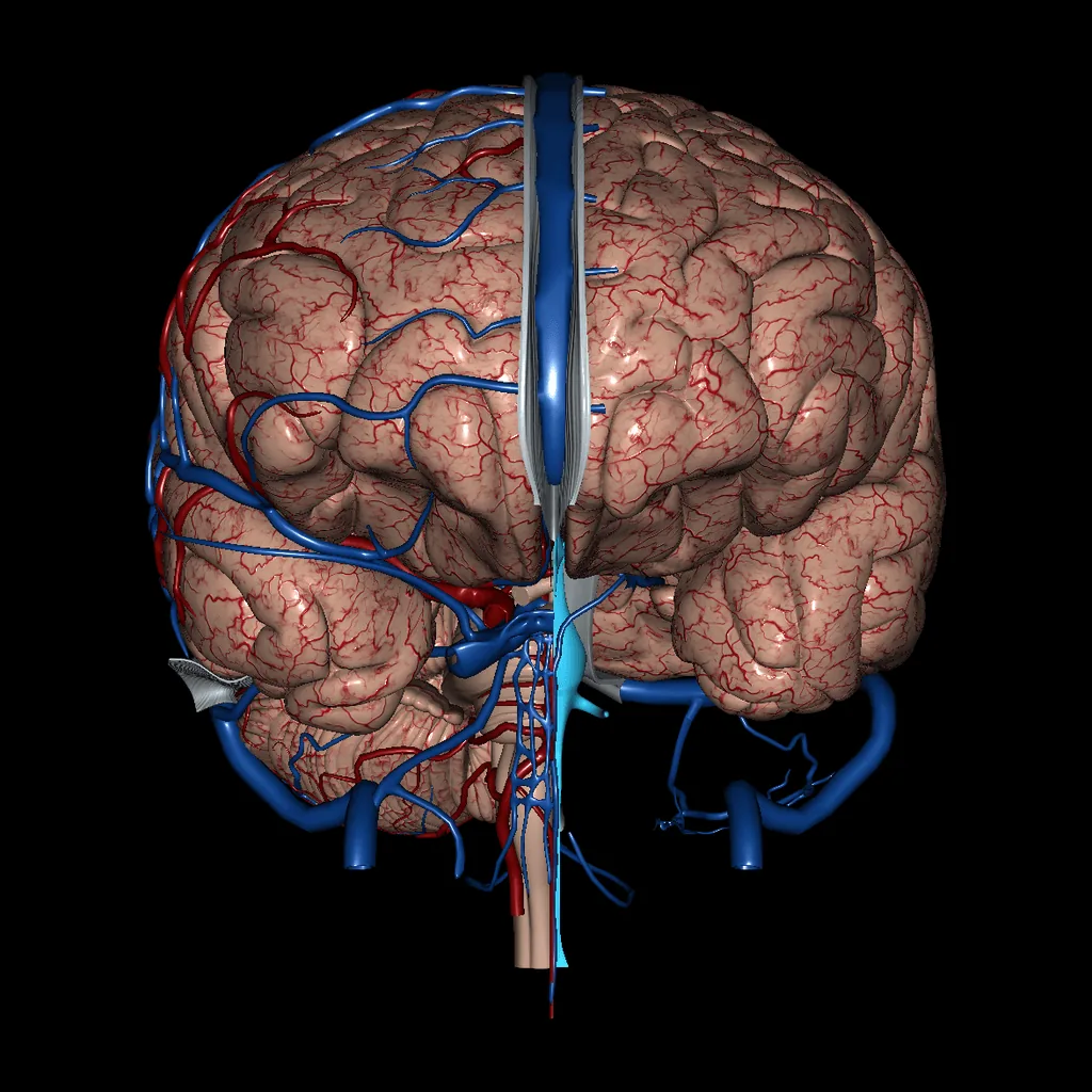 Cerebro (Arterias y venas), vista anterior