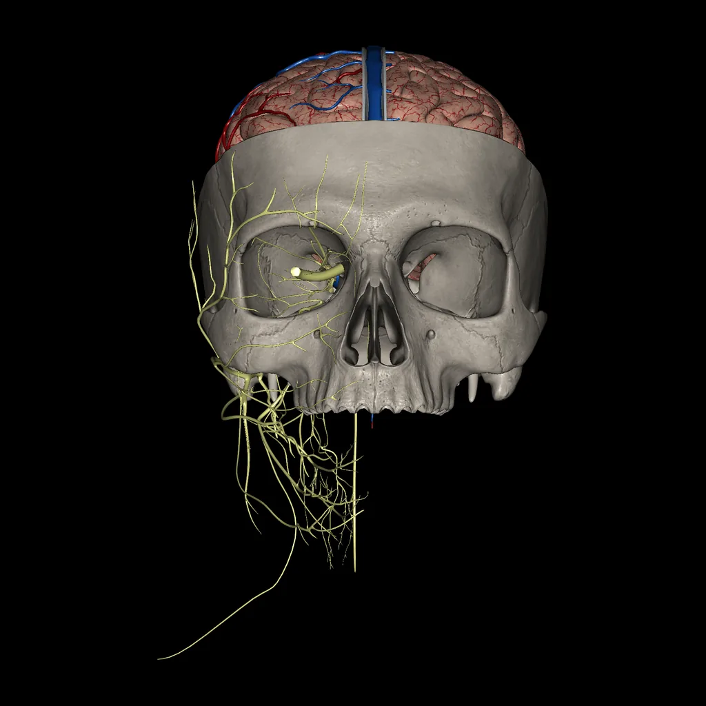 Cerebro (Sección del cerebro y el cráneo), vista anterior