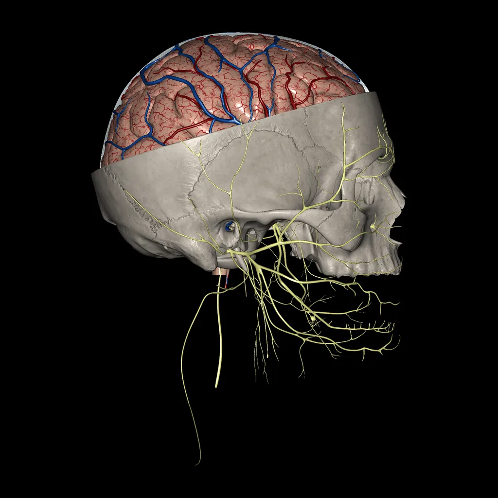 Cerebro (Sección del cerebro y el cráneo), vista lateral