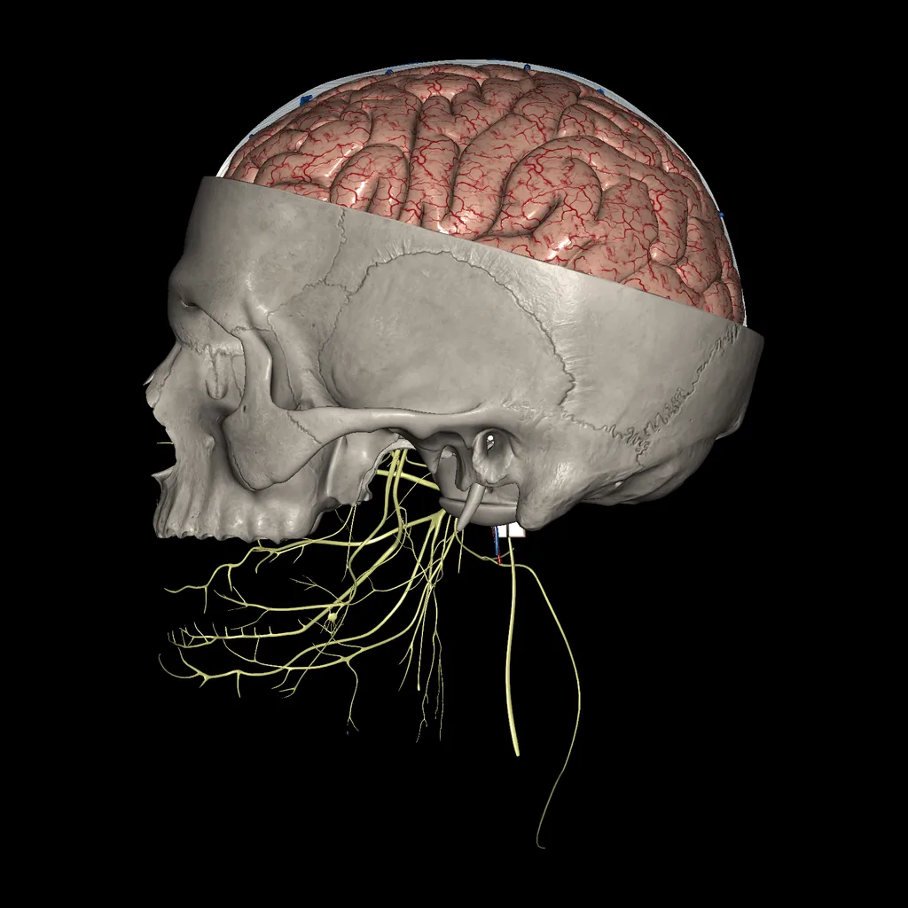 Cerebro (Sección del cerebro y el cráneo), vista medial