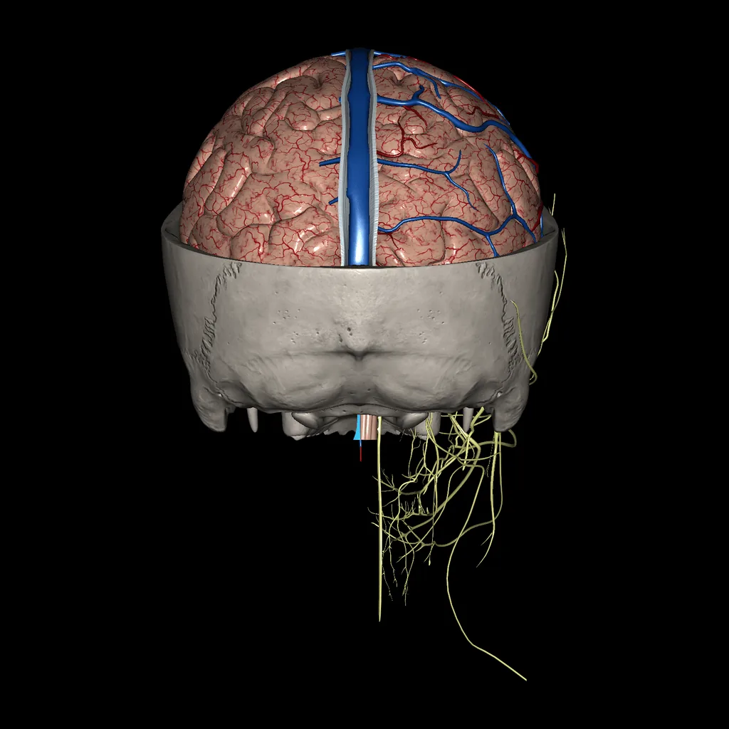 Cerebro (Sección del cerebro y el cráneo), vista posterior