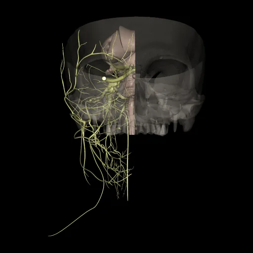 Cerebro (Pares craneales), vista anterior