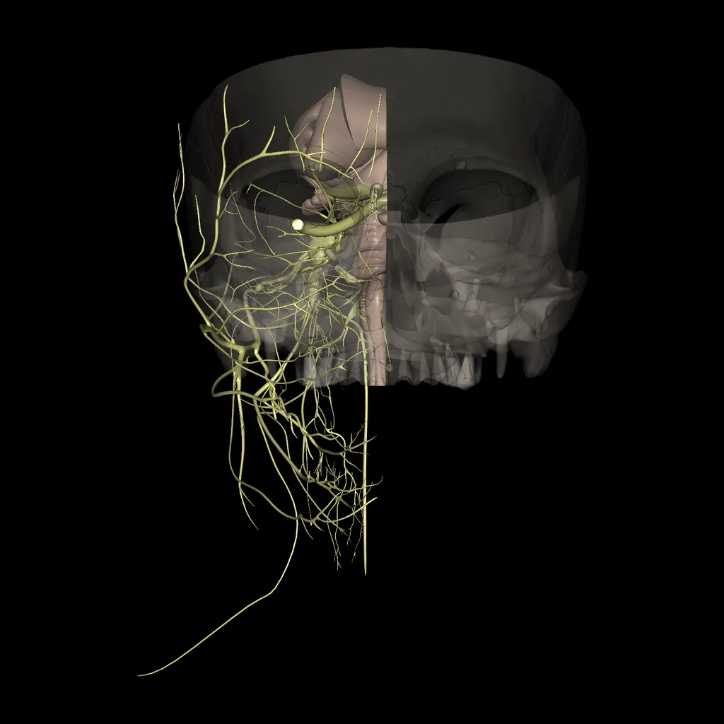 Cerebro (Pares craneales), vista anterior
