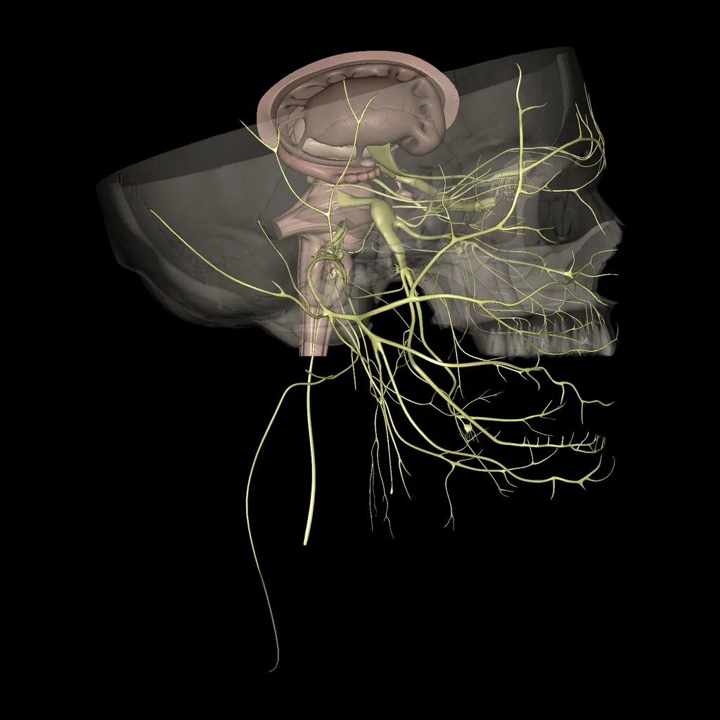Cerebro (Pares craneales), vista lateral