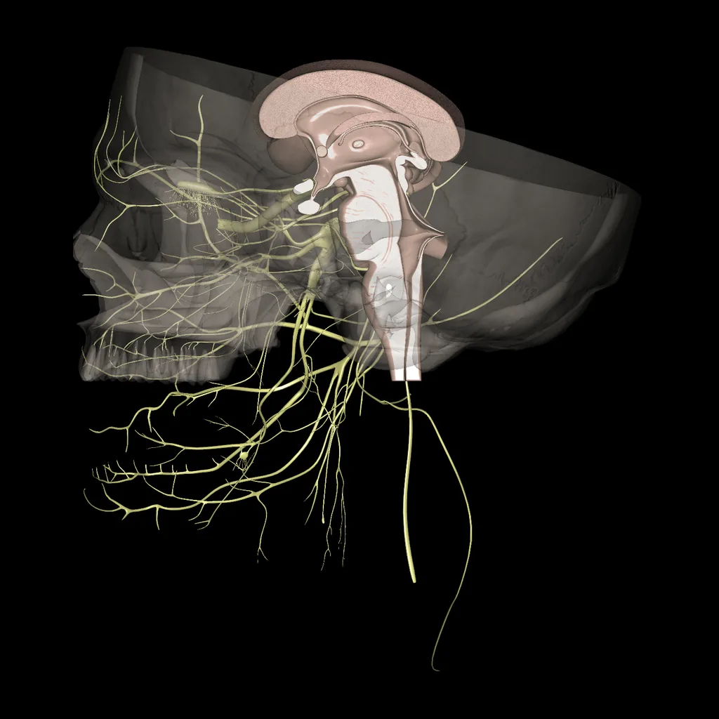 Cerebro (Pares craneales), vista medial