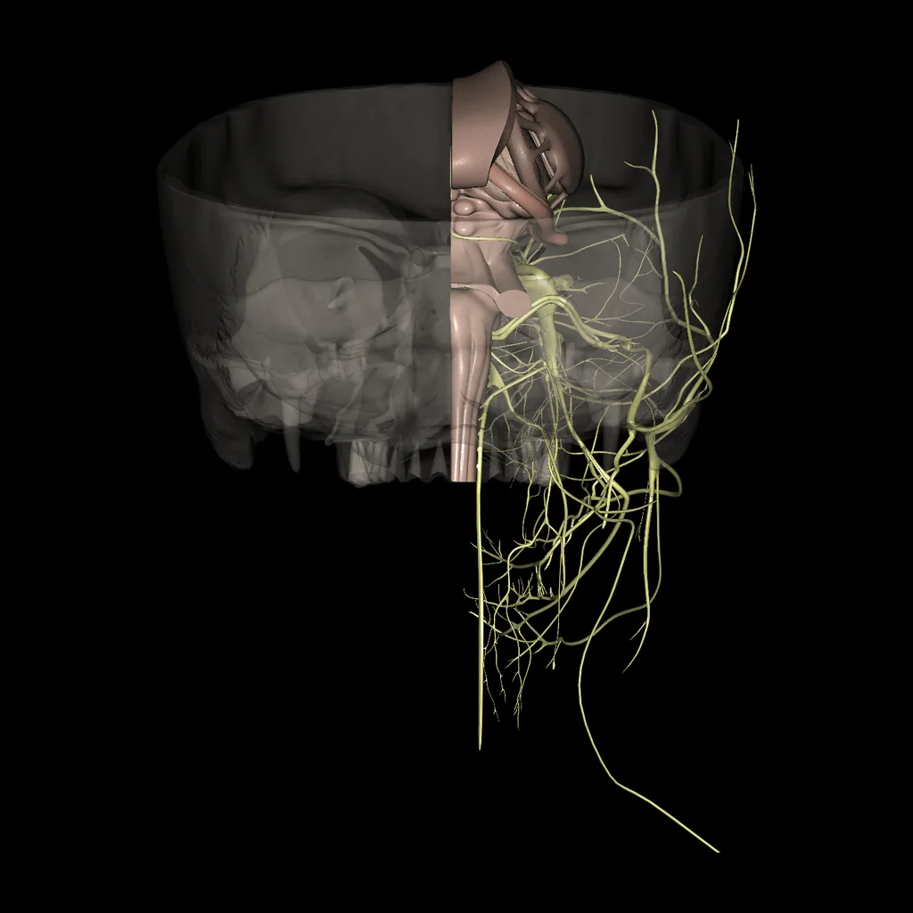 Cerebro (Pares craneales), vista posterior