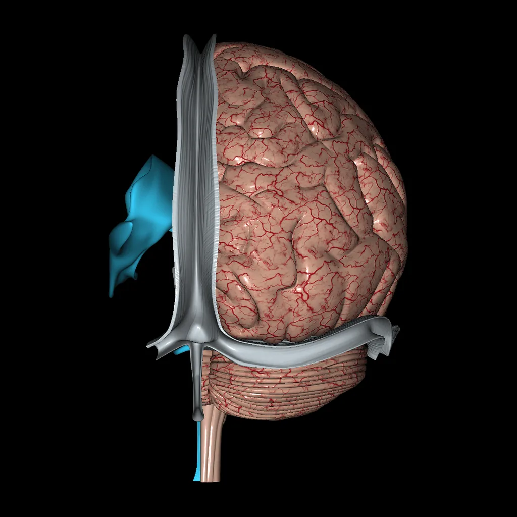 Cerebro (Aislado), vista posterior