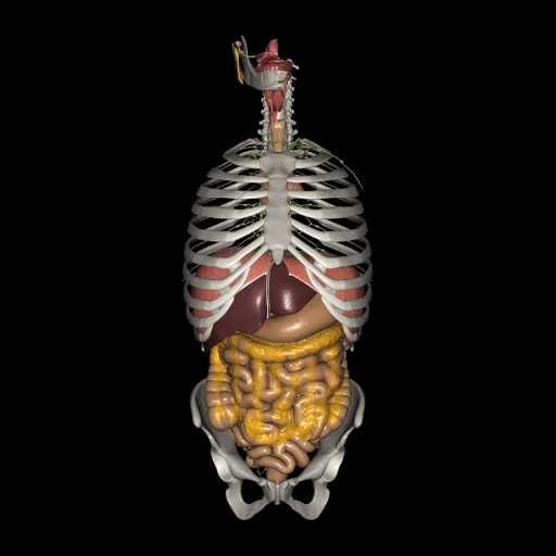 Aparato digestivo, vista anterior