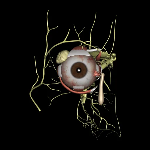 Ojo, vista anterior