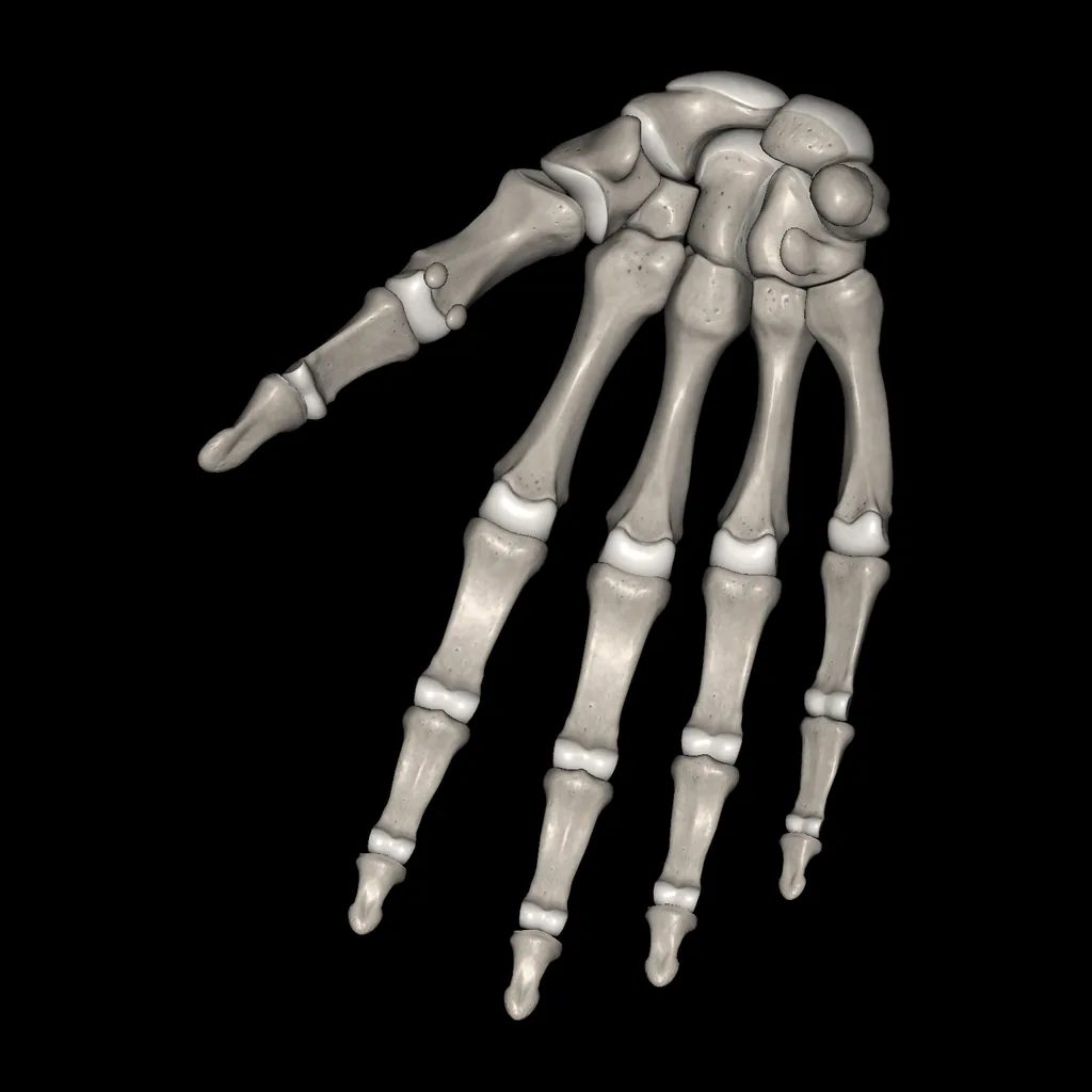 Mano (Huesos), vista anterior