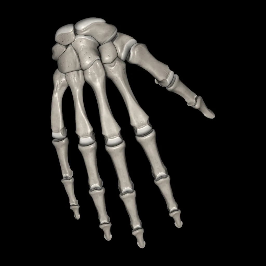 Mano (Huesos), vista posterior