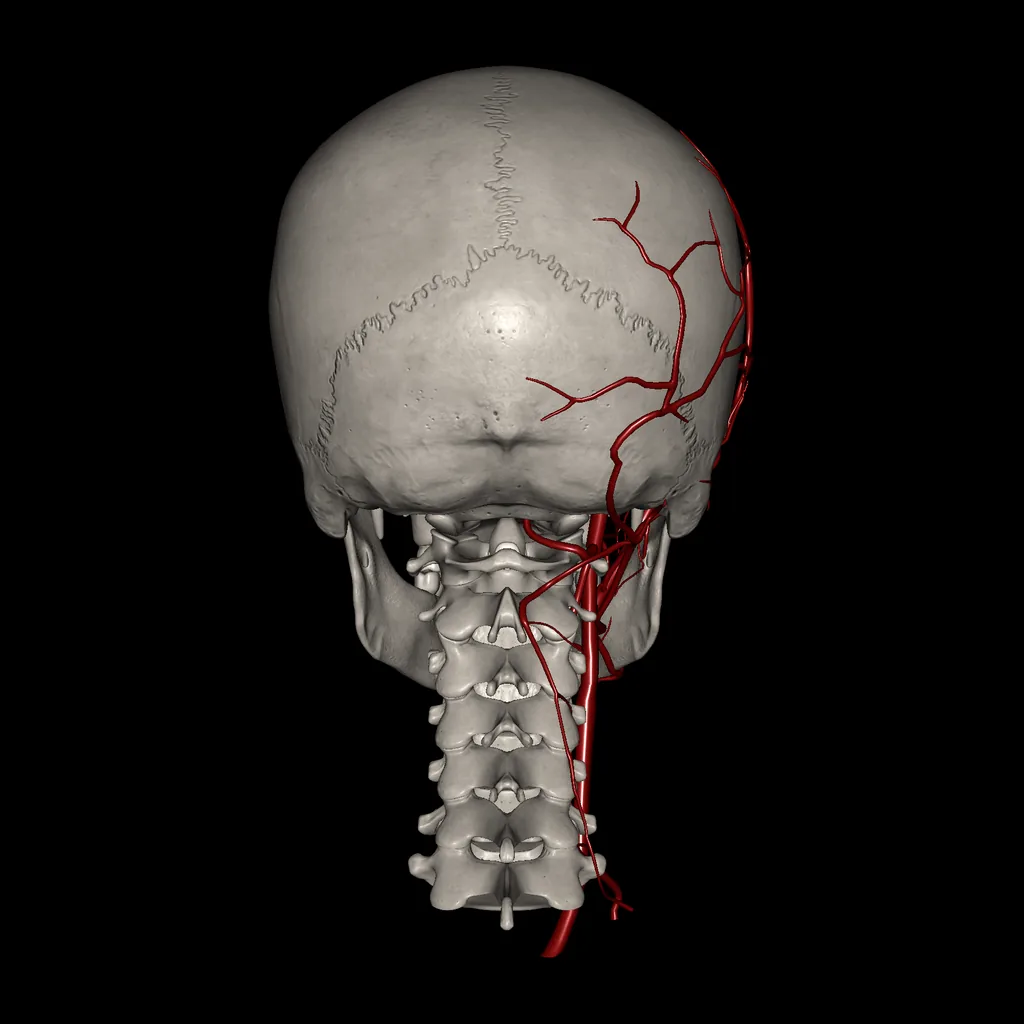 Cabeza (Arterias), vista posterior