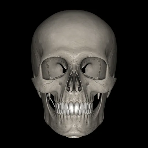 Cabeza (Ligamentos y huesos), vista anterior