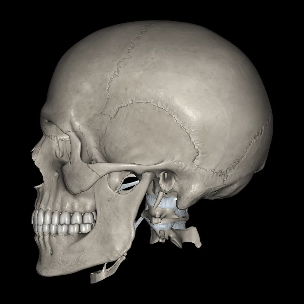 Cabeza (Ligamentos y huesos), vista medial