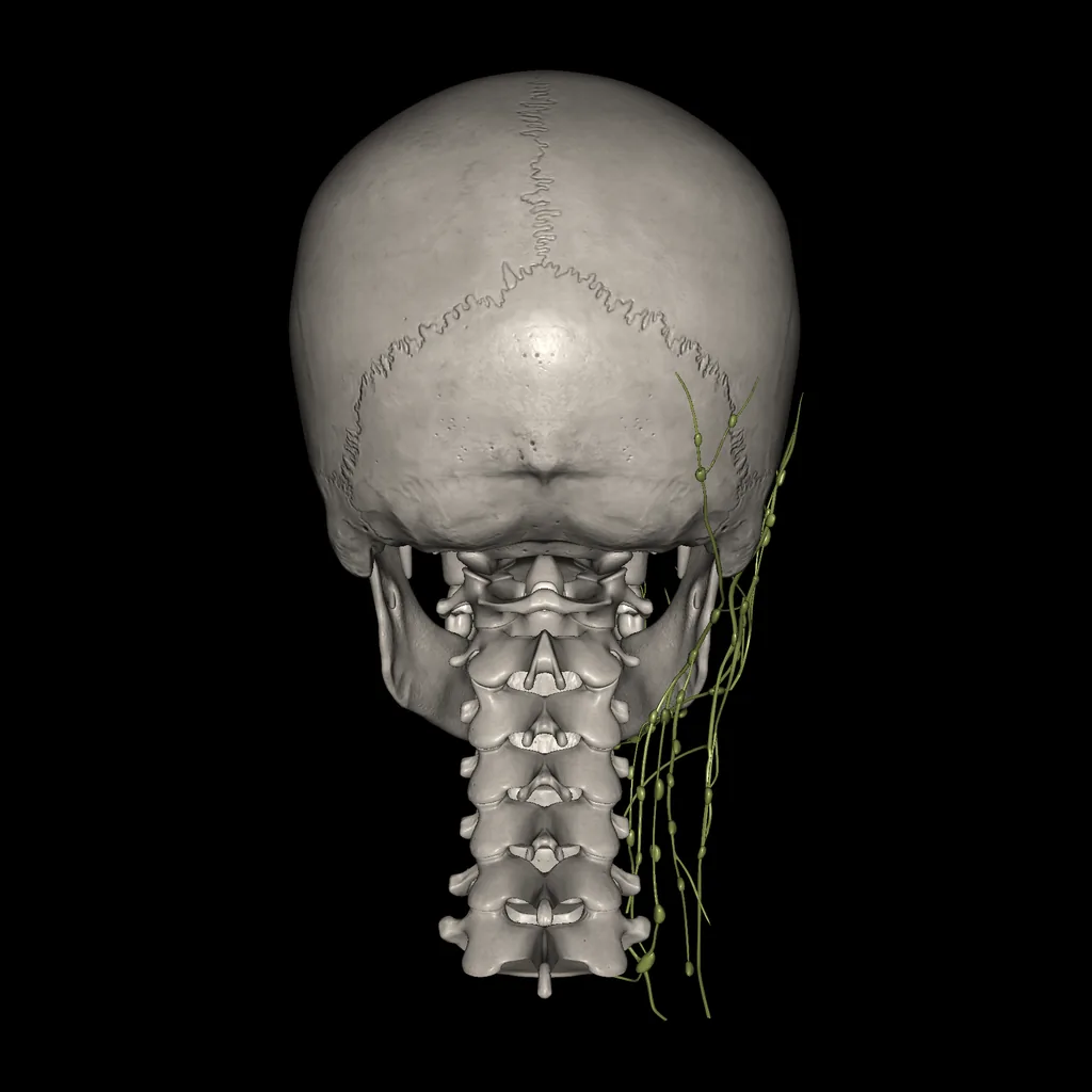 Cabeza (Sistema linfático), vista posterior