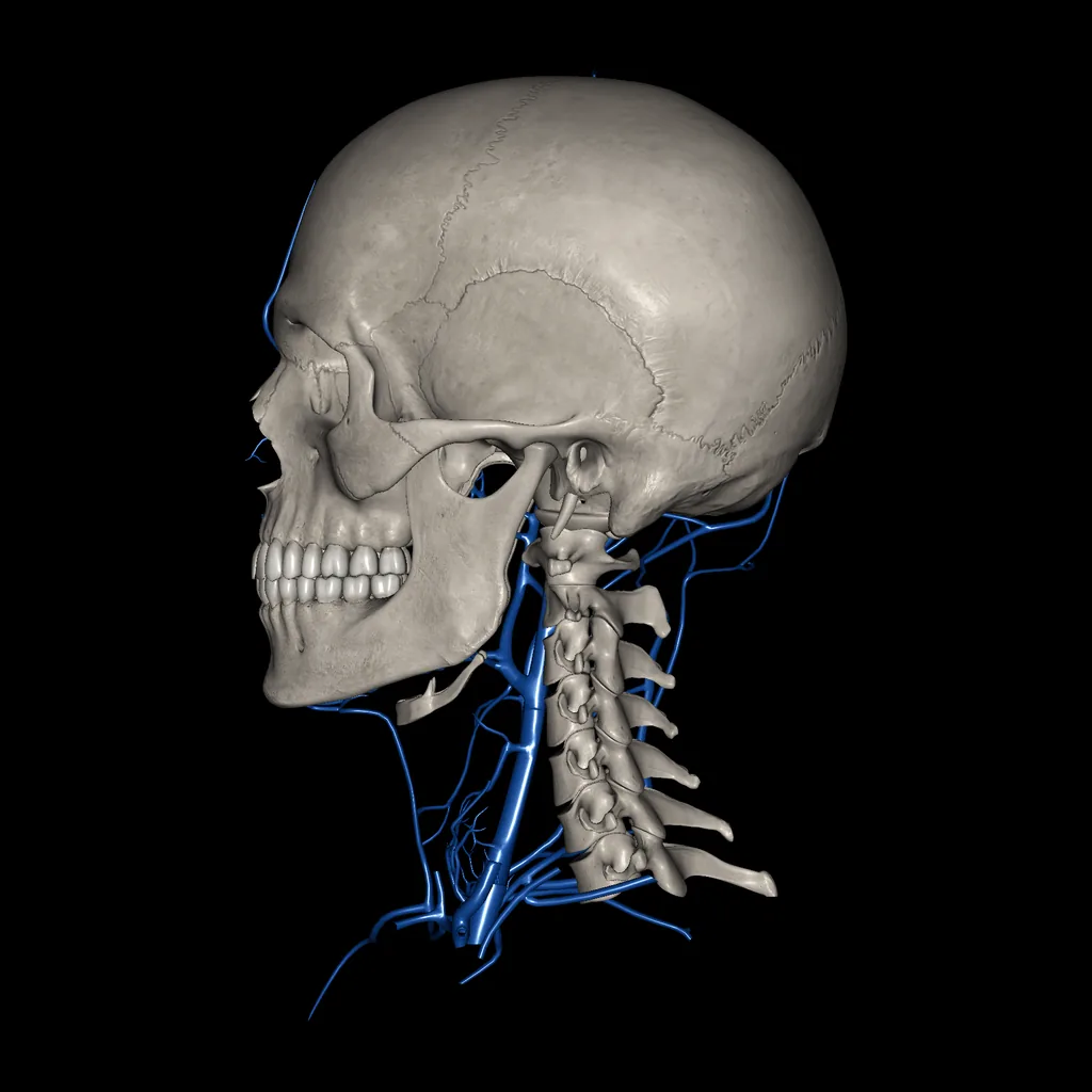 Cabeza (Venas), vista medial