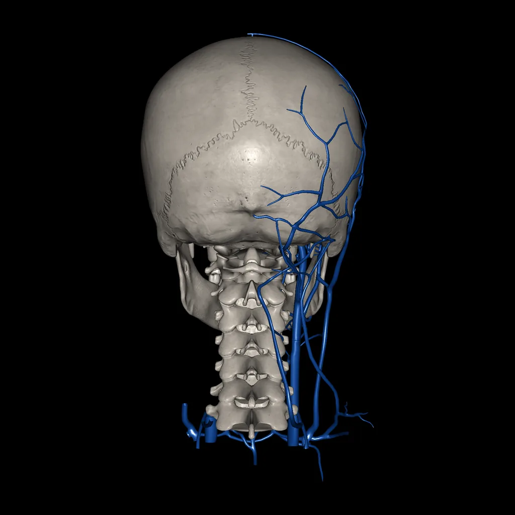 Cabeza (Venas), vista posterior