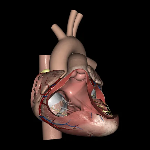 Corazón (Aurículas y ventrículos), vista anterior