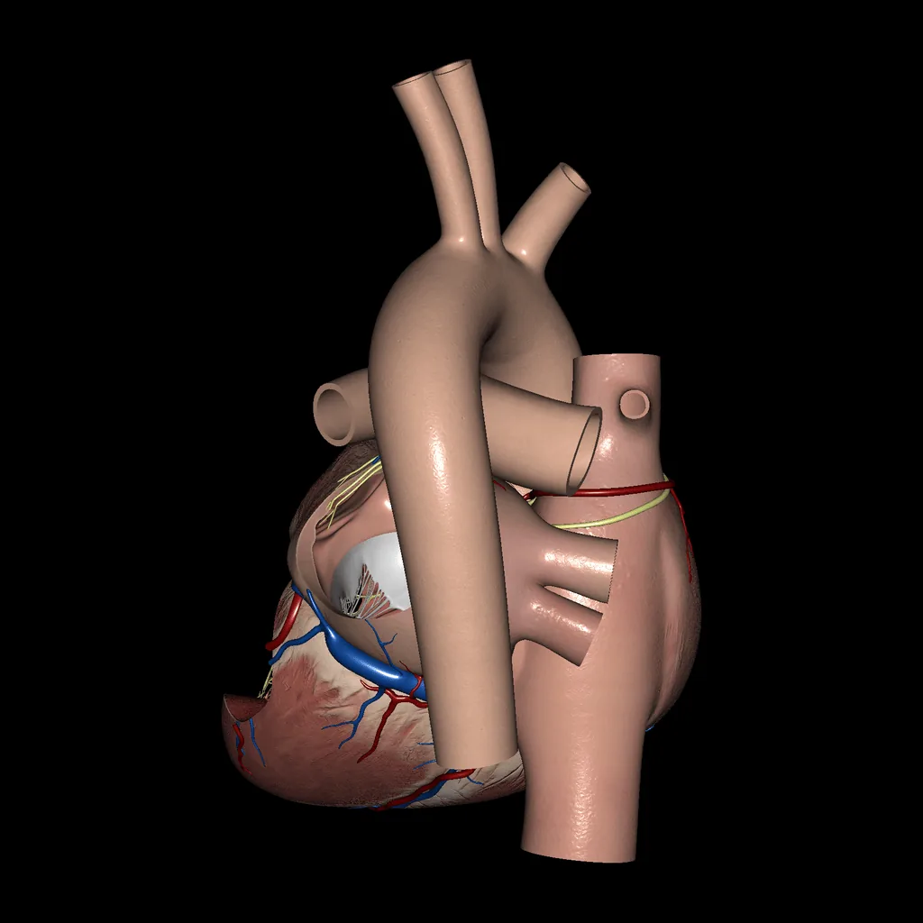 Corazón (Aurículas y ventrículos), vista posterior