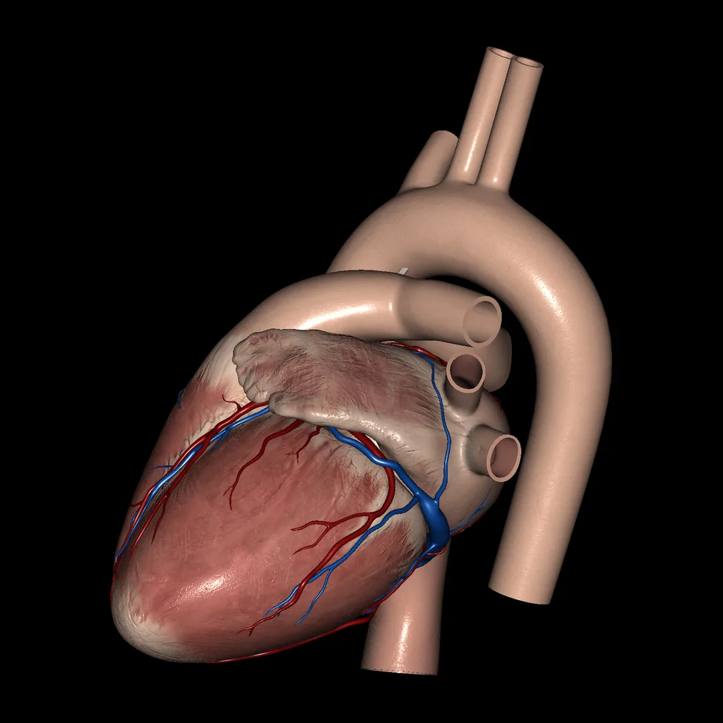 Corazón (Vista externa), vista medial