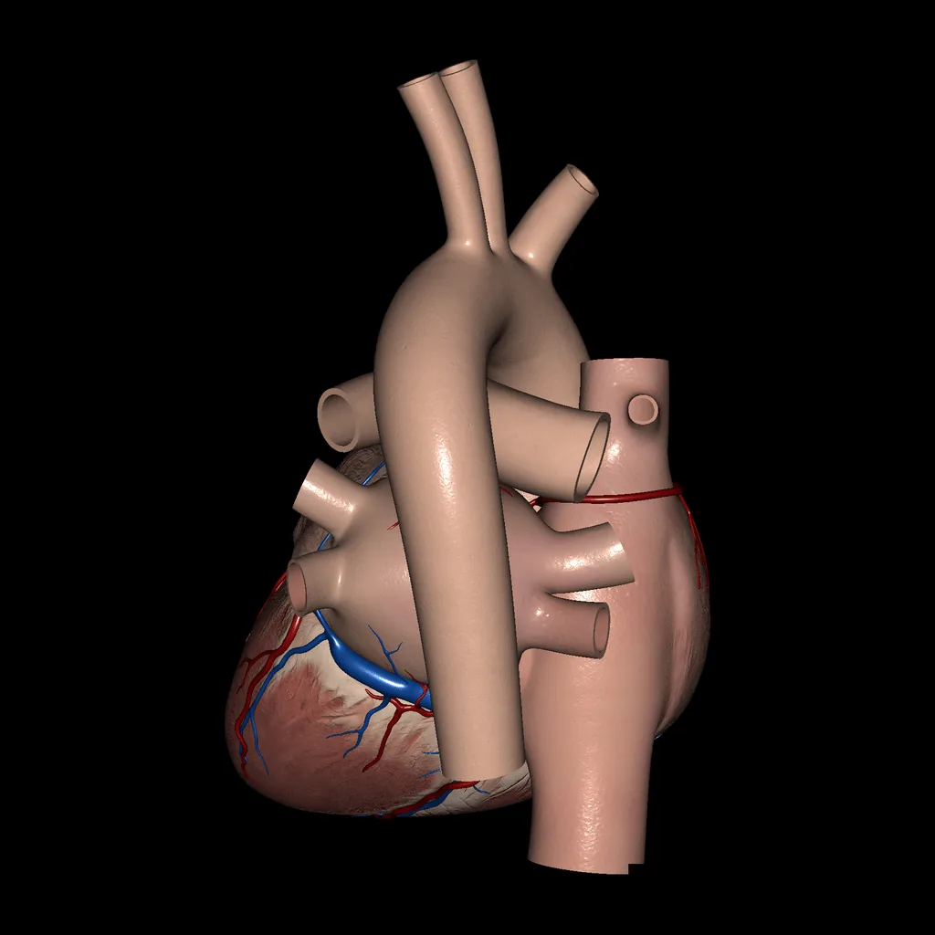 Corazón (Vista externa), vista posterior