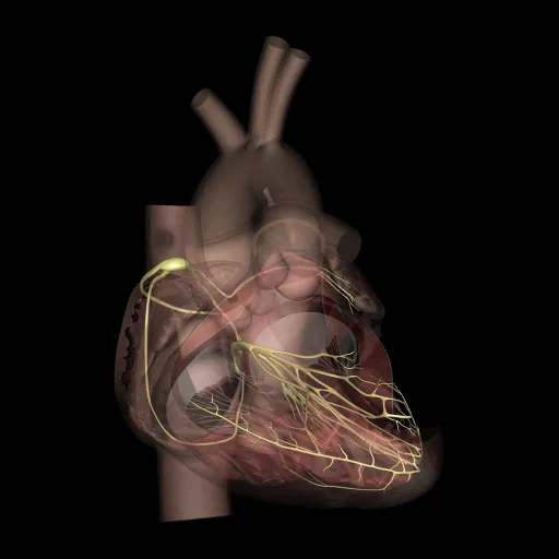 Corazón (Nervios), vista anterior