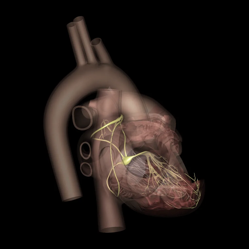 Corazón (Nervios), vista lateral